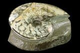 Fossil Ammonite (Planticeras) in Rock - South Dakota #143839-3